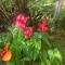 Lemon Tree Lanai