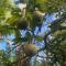 Lemon Tree Lanai