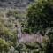 Wildehondekloof Game Lodge