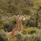 Wildehondekloof Game Lodge