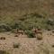 Wildehondekloof Game Lodge