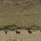 Wildehondekloof Game Lodge