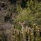 Wildehondekloof Game Lodge
