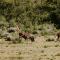 Wildehondekloof Game Lodge