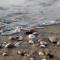 Sunny beach getaway for 6 guests in Bibione
