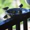 Le Colibri, belle vue mer, accés direct à la plage, SPA privatif - بويانت