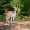 Glamping Drenthe