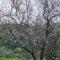 THE ROCK HOUSE - Beautiful countryside with mandarins oranges and olive trees,. Near Limassol at Eptagonia village.
