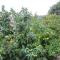 Holiday apartment in Saplunara with sea view, balcony, air conditioning, WiFi 5197-1