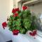 Flowers Apartment Tuzla