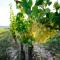 Cascina Olivetta -sleep in winery
