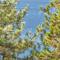 Lake Views, Pet-Friendly Cabin with Hot-Tub in Kings Beach