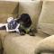 Barncroft: Dogs welcome, dog care services offered