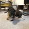 Barncroft: Dogs welcome, dog care services offered