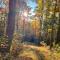 Free tickets! Sleeps 10 SECLUDED Cosby cabin on 7 acres w hot tub, game room!