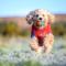 The Red Kite - 2 person Pet Friendly Glamping Cabin - Dungarvan