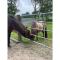 Holiday apartment Ponywiese
