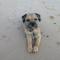 Escape to Anglesey, Dog Friendly