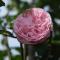 The Bloom Hanoi - Bespoke Living