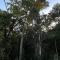 Wild Plum