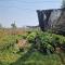 Shared Happy Farm