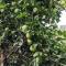 Aanandam - An Independent Villa in 1 Acre Farm