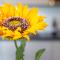 Sunflower con vista su Siena