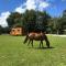 Baie Normandie Cottage Vue Poneys 40min Mt St Michel 30min Mer Draps Serviettes - La Chapelle-Cécelin