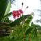 EL NIDO, Lugadia, Concrete House with Small Garden - El Nido