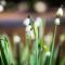 Winelands Villa Guesthouse and Cottages
