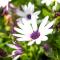 Winelands Villa Guesthouse and Cottages