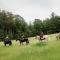 Primland Resort, Auberge Resorts Collection - Meadows of Dan