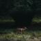 Wild Adventure Resort - Sunset Point - Sauraha