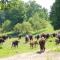 Horse Shoe Cottage: access to the bison ranch - Clyde