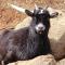 Horse Shoe Cottage: access to the bison ranch - Clyde