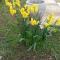 Apartments with a parking space Kraj, Pasman - 22566 - Tkon