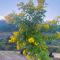 Aristaa Morni Hills: Pristine Stay in the Wild