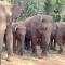 Group Safari Family Bungalow - Udawalawe