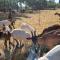 Agriturismo - La capra amaltea