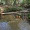 Laurel Creek | Blue Ridge