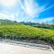 Villa Tea Fields