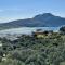 Olive Grove