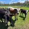 Butterbox Farm