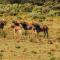 Wildehondekloof Game Lodge