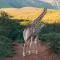 Wildehondekloof Game Lodge