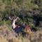 Wildehondekloof Game Lodge
