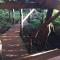 Tree Top Eco-Lodge