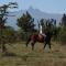 Olepangi Farm - Nanyuki