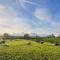 Meadow View