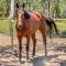 Odyssean Farmstay Cabin - Cessnock